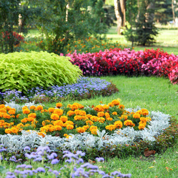 Lawn and grass services in St. Petersburg, FL Lawn and grass services in St. Petersburg, FL