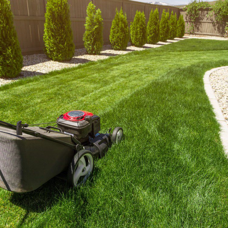 Lawn and grass services in St. Petersburg, FL Lawn and grass services in St. Petersburg, FL
